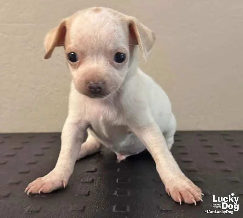 A baby small-sized male Chihuahua dog named Dexter for adoption in Washington, DC