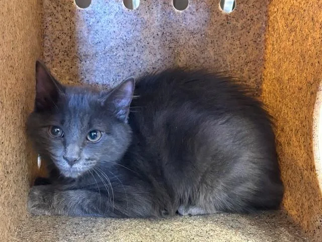 A baby small-sized male Domestic Long Hair cat named Jasper for adoption in Lancaster, CA