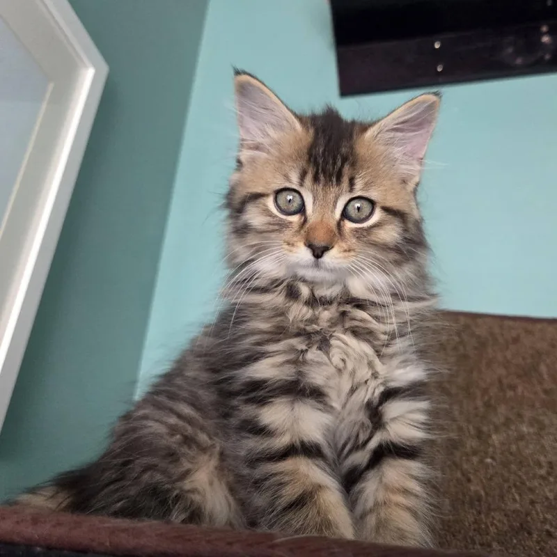A baby small-sized female Brown / Chocolate Domestic Long Hair cat named Saffron for adoption in Reisterstown, MD