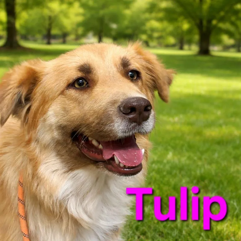 Tulip