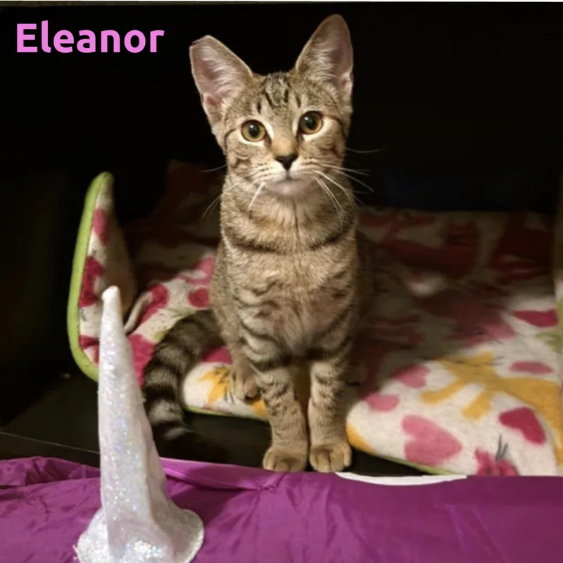 A young small-sized female Domestic Short Hair cat named Eleanor for adoption in Louisville, KY
