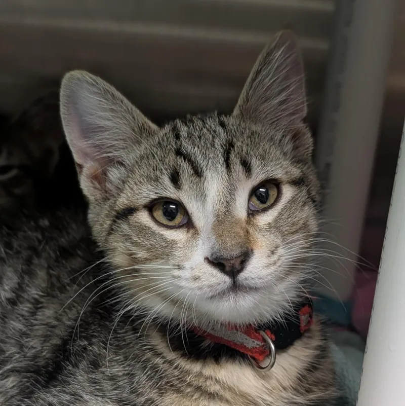 A baby medium-sized male Domestic Short Hair cat named Blaze for adoption in Shoreline, WA