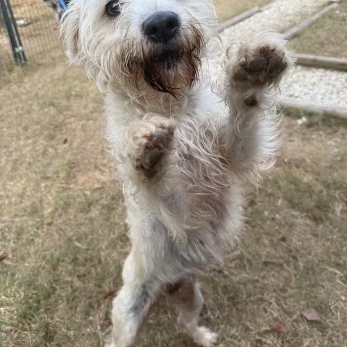 A young small-sized female Yellow / Tan / Blond / Fawn Standard Poodle dog named Lola for adoption in Sanford, NC