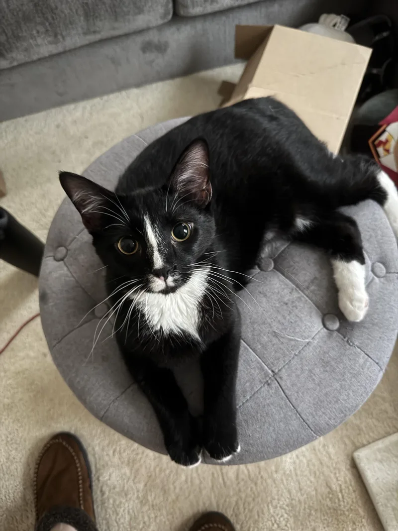 A young medium-sized male Domestic Short Hair cat named Lou for adoption in Seven Valleys, PA