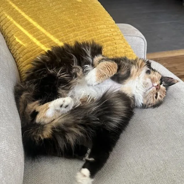 Spice Girl thumbnail 2