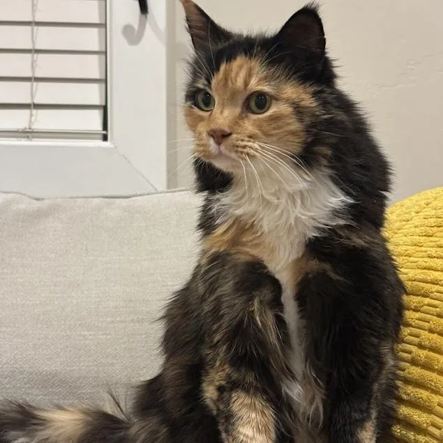 Spice Girl thumbnail 3