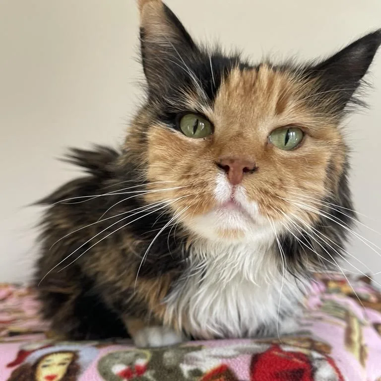 Spice Girl thumbnail 4