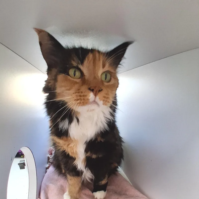 Spice Girl thumbnail 5