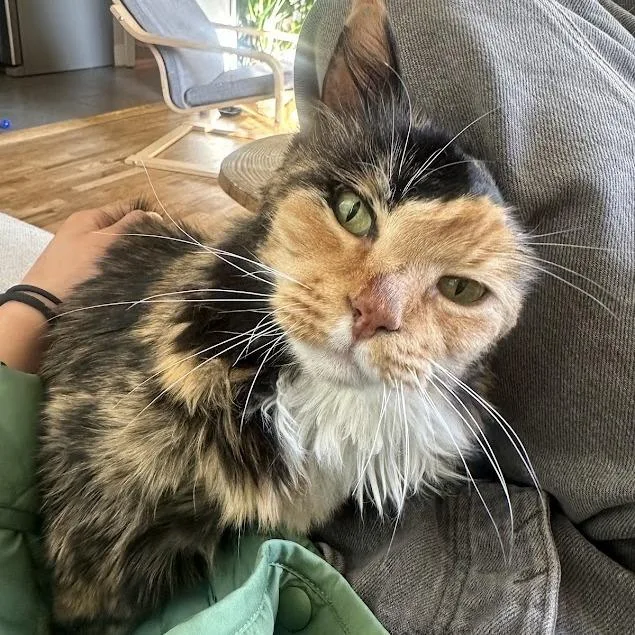 Spice Girl thumbnail 6