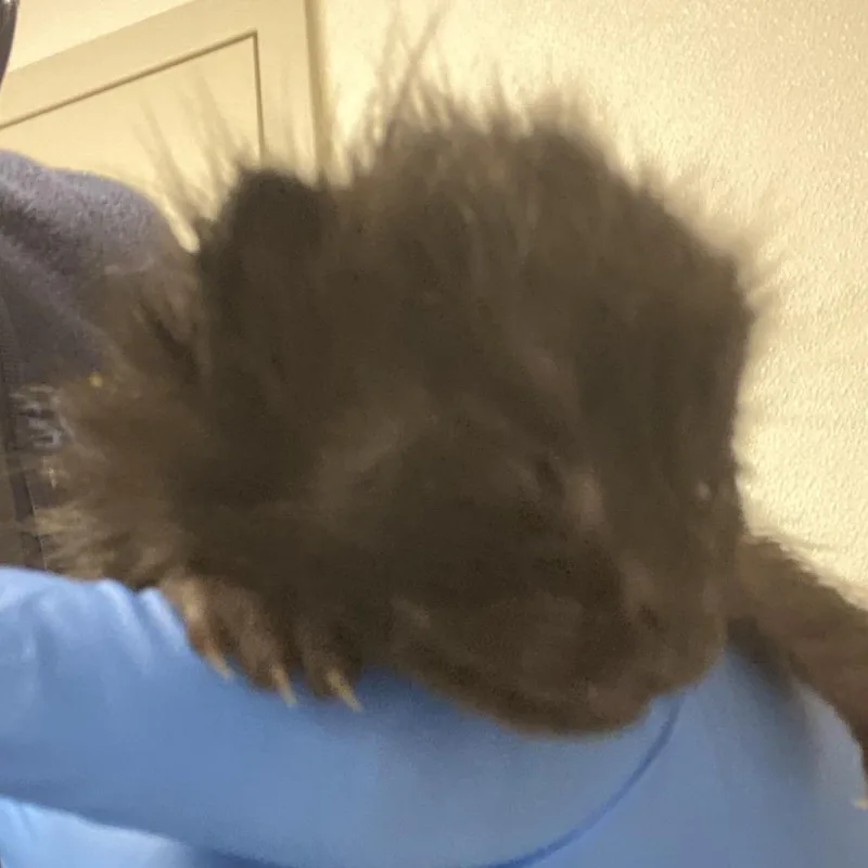 A baby small-sized male Black Domestic Short Hair cat named Blake for adoption in Harrisonburg, VA