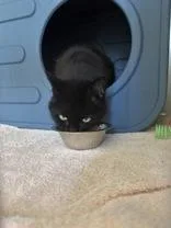 An adult medium-sized female Black Domestic Long Hair cat named Iris for adoption in Potsdam, NY