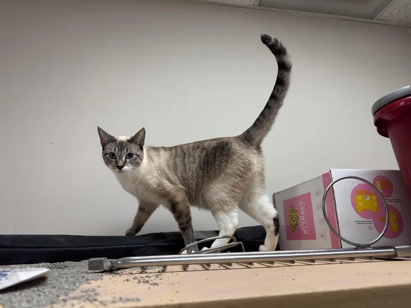 An adult medium-sized female Black Domestic Short Hair cat named Yami and Shadow for adoption in Mayfield, NY