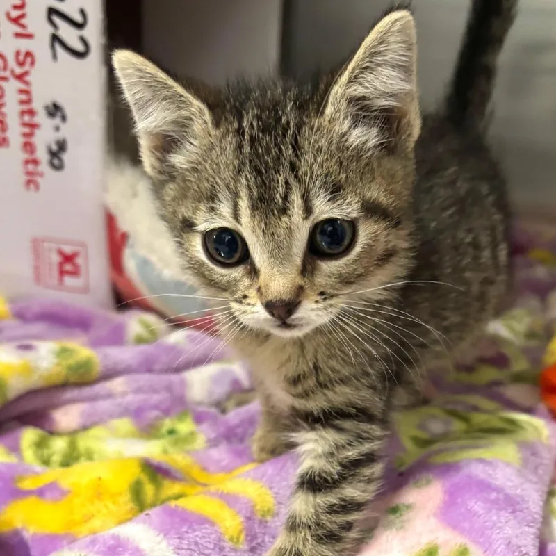A baby small-sized female Brown / Chocolate Domestic Short Hair cat named Solo for adoption in Taos, NM