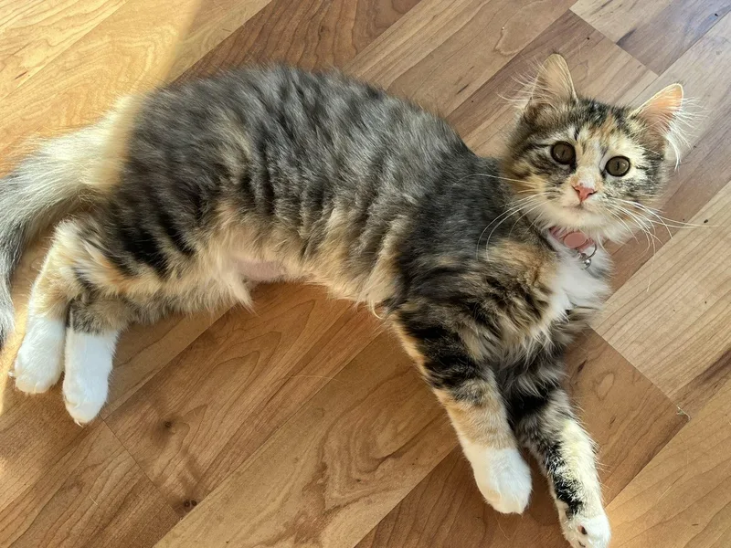 A baby medium-sized female Calico Domestic Medium Hair cat named COURTESY LISTING Zero for adoption in Moscow, ID