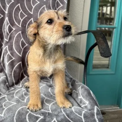 A baby small-sized male Yellow / Tan / Blond / Fawn Terrier dog named Small Sous Chef for adoption in Carencro, LA