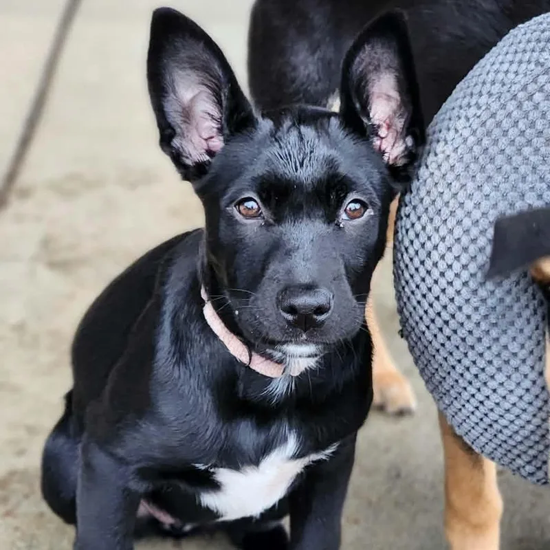 A baby medium-sized female Black Labrador Retriever dog named Layla for adoption in Centralia, WA