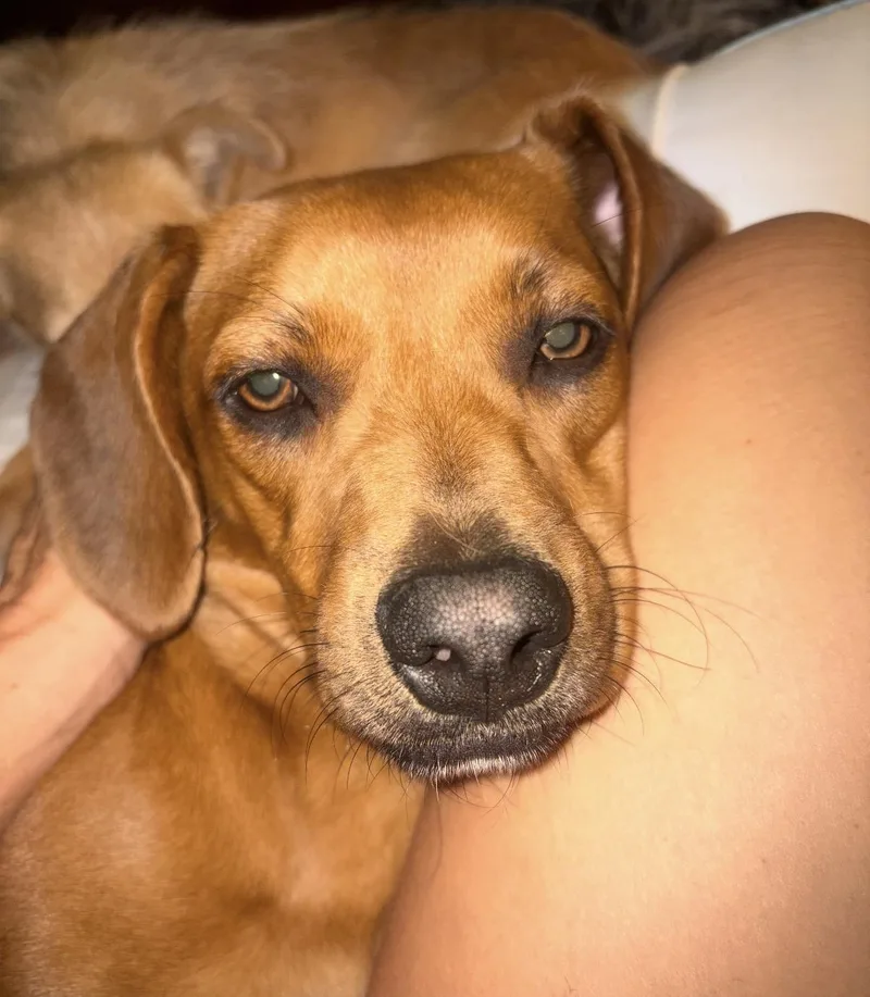 Clifford