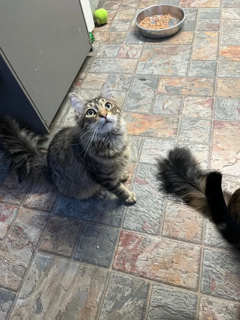 An adult large-sized male Tabby (Brown / Chocolate) Domestic Long Hair cat named Andy for adoption in Manchester, MI