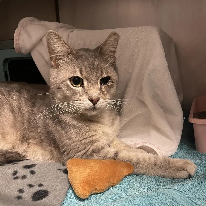 An adult medium-sized male Gray / Blue / Silver Domestic Short Hair cat named Lilac for adoption in Edwardsville, IL