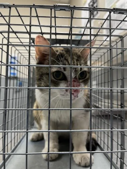 A senior small-sized female Domestic Short Hair cat named Marla for adoption in Las Vegas, NV