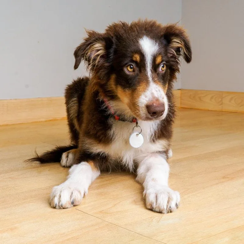 A baby medium-sized male Brown / Chocolate Australian Shepherd dog named Kermit D for adoption in Minnetonka, MN
