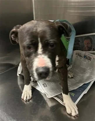 An adult medium-sized female Staffordshire Bull Terrier dog named Bella for adoption in Van Nuys, CA