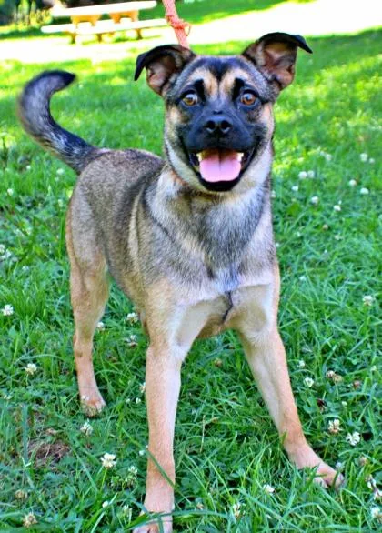 An adult medium-sized female Pug dog named Hera for adoption in Morton Grove, IL