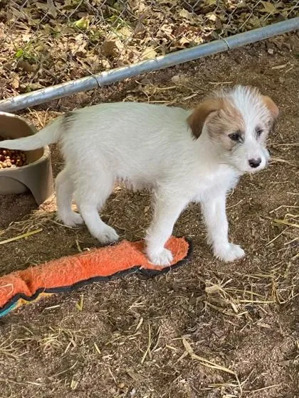 A baby medium-sized male Mixed Breed dog named Sully for adoption in West Chester, PA