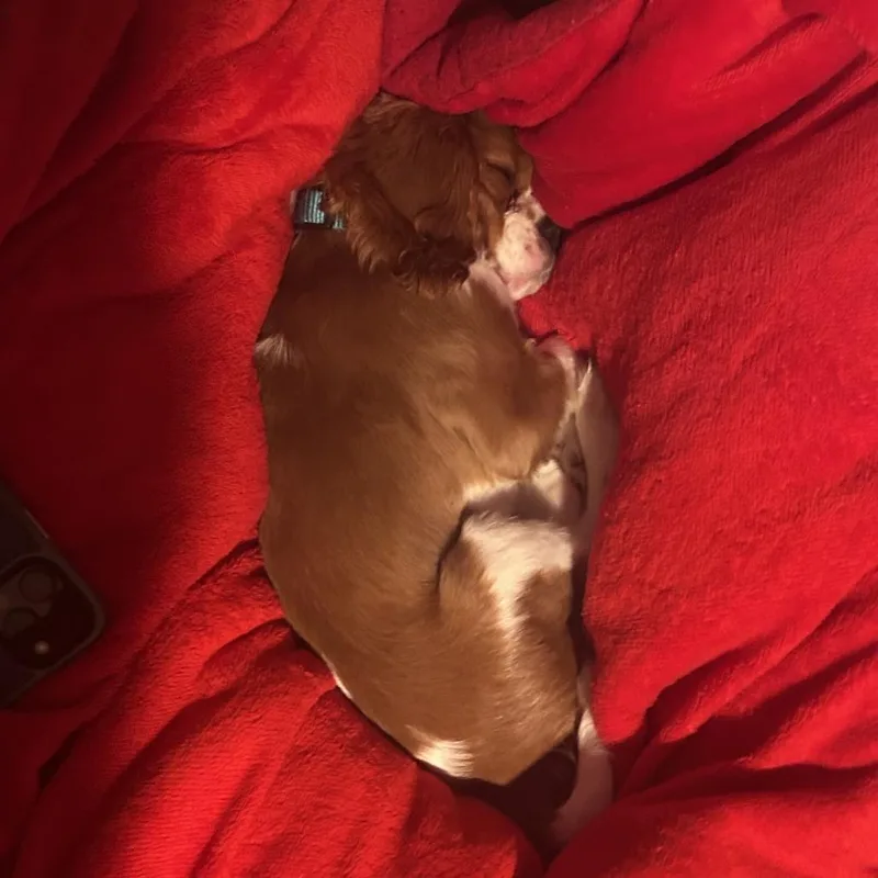 An adult small-sized male Cavalier King Charles Spaniel dog named Casper  Home to for adoption in South Elgin, IL