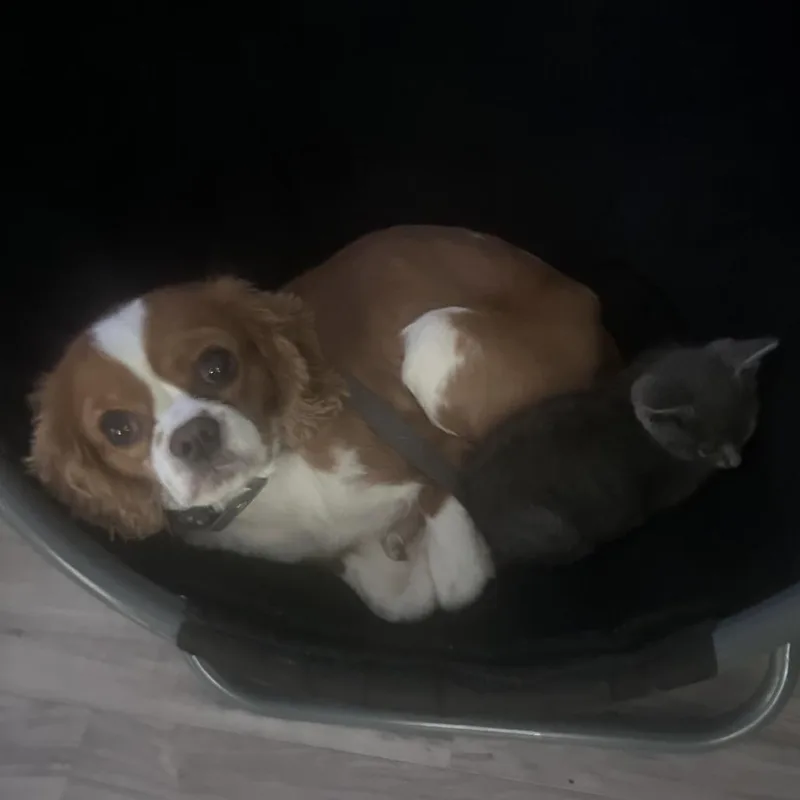 Casper  Home to thumbnail 5