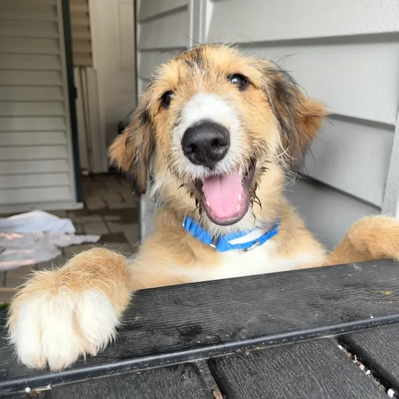 Archie