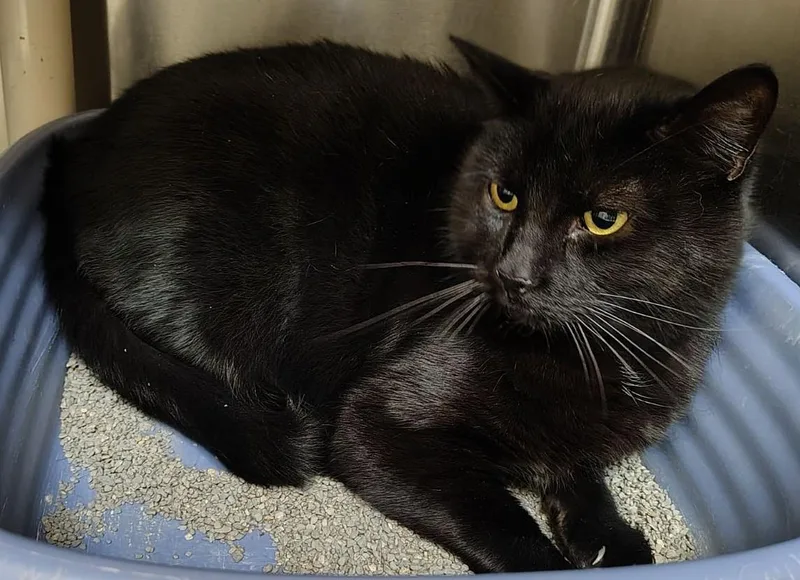 An adult large-sized male Domestic Short Hair cat named Caden for adoption in Wahpeton, ND