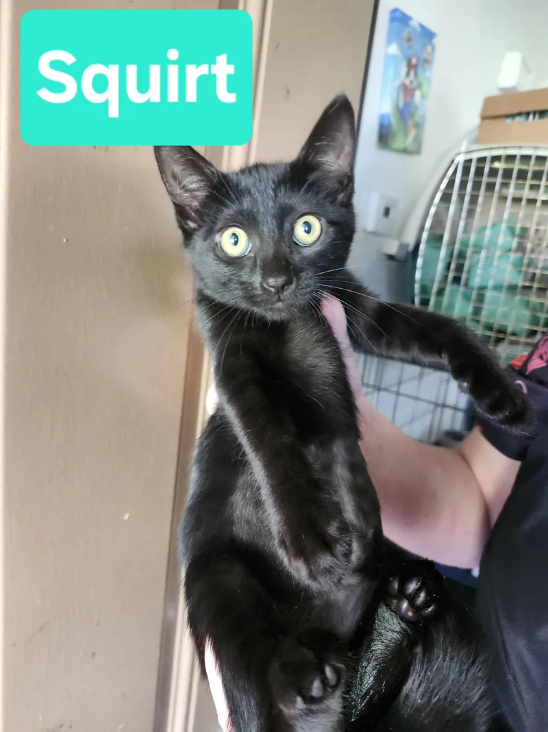 A young large-sized female Black Domestic Short Hair cat named Squirt for adoption