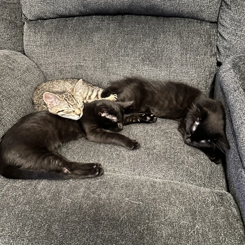 A baby small-sized male Black Domestic Long Hair cat named Lyric for adoption in Highland Park, NJ
