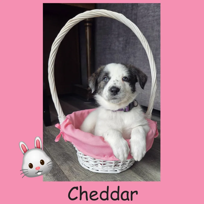 A baby large-sized female Australian Shepherd dog named Cheddar for adoption in LEMONT, IL