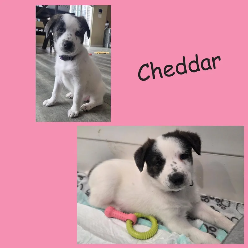 Cheddar thumbnail 4