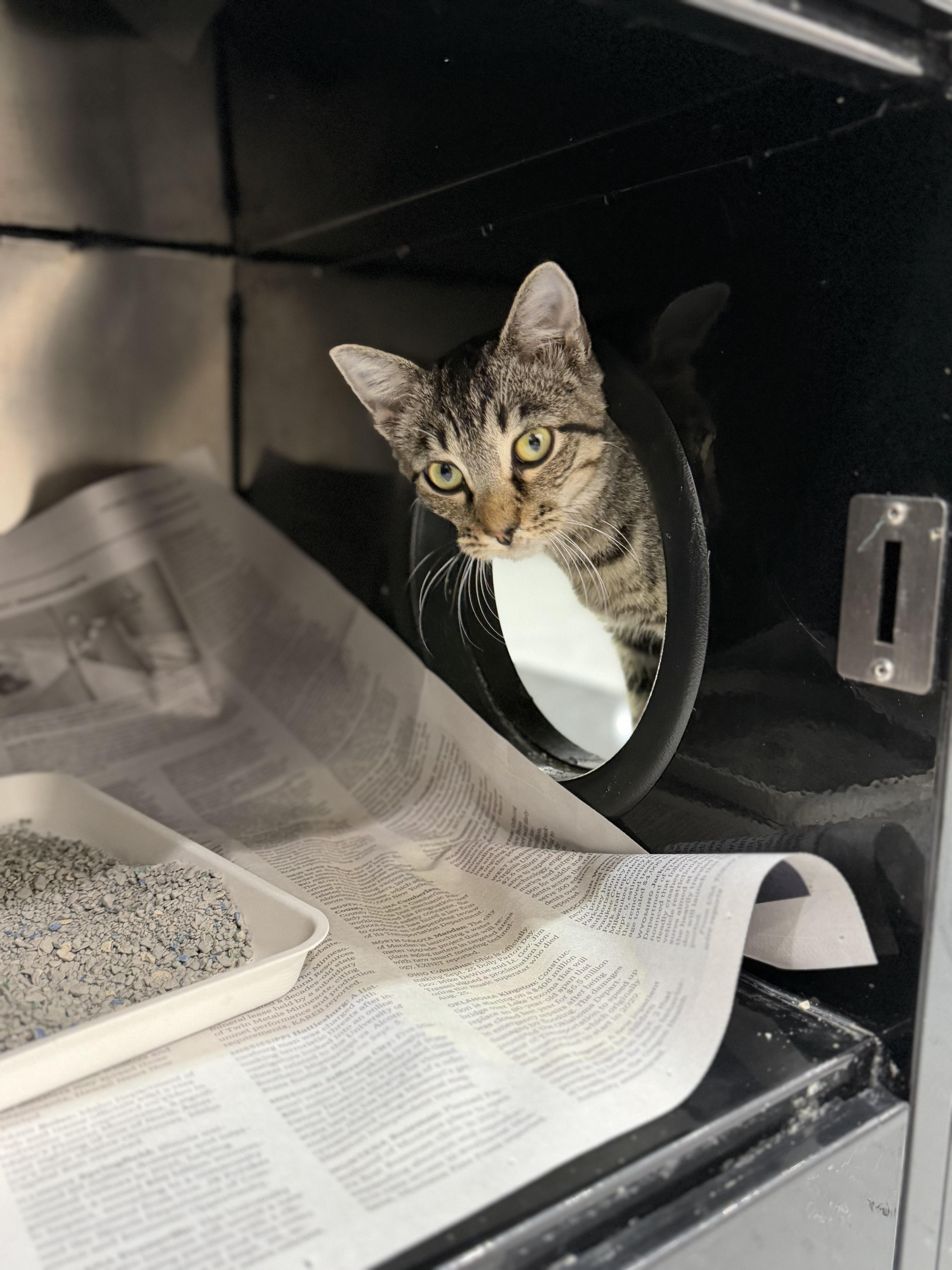 A young medium-sized female Tabby (Brown / Chocolate) Domestic Short Hair cat named Abigale for adoption in Sherman, TX