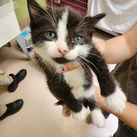 A baby small-sized female Black Domestic Short Hair cat named Fno name for adoption in Perkiomenville, PA
