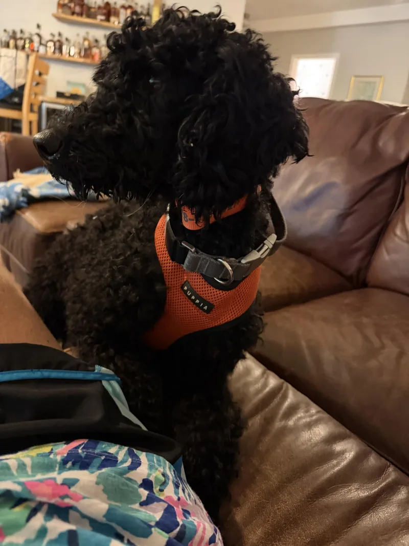 A young medium-sized female Standard Poodle dog named Bebe Bailey for adoption in Alpharetta, GA