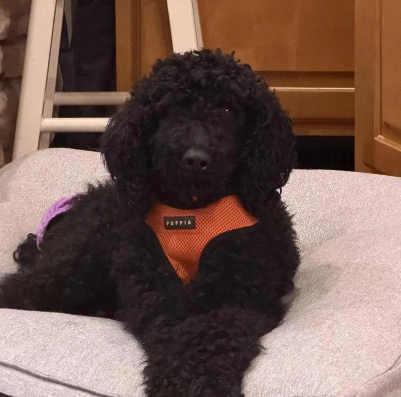 Bebe Bailey thumbnail 3