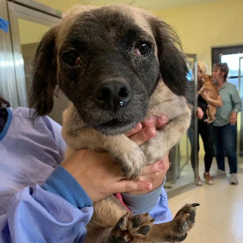 An adult small-sized female Yellow / Tan / Blond / Fawn Mixed Breed dog named Harley  Aka Zoe for adoption in LOXAHATCHEE, FL