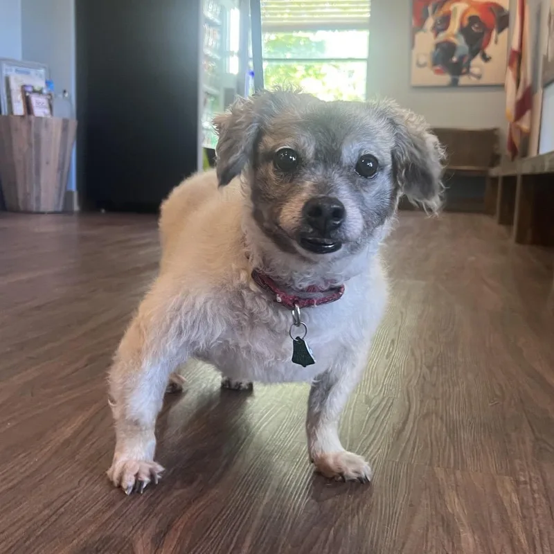 Harley  Aka Zoe thumbnail 2