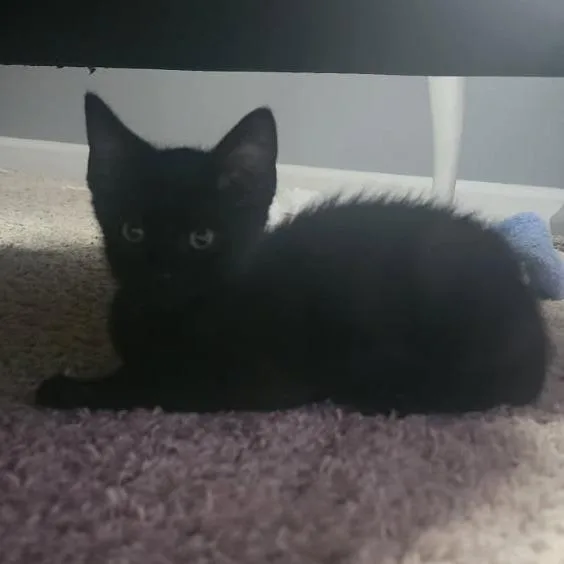 A baby small-sized male Black Domestic Short Hair cat named Ken for adoption in Springfield, IL