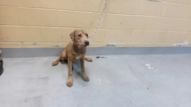A young medium-sized male Pit Bull Terrier dog named Daxter for adoption in Tulsa, OK