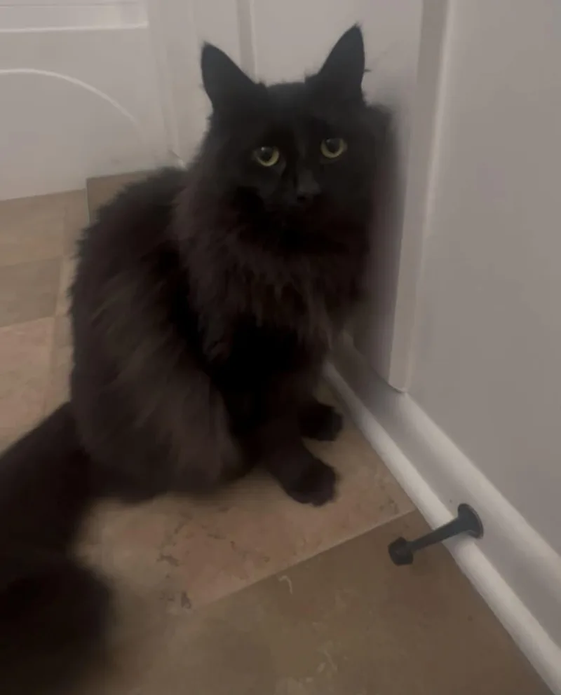 An adult medium-sized male Black Domestic Long Hair cat named Milo for adoption in Woodmere, NY