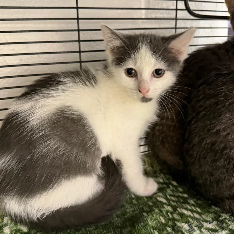 A baby small-sized female Gray / Blue / Silver Domestic Short Hair cat named Margarita for adoption in Hampton Bays, NY