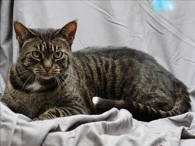 An adult large-sized female Domestic Short Hair cat named Giselle for adoption in Appling, GA