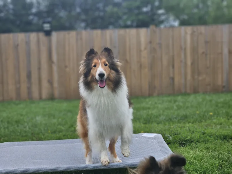 An adult small-sized female Sable Shetland Sheepdog / Sheltie dog named Emily for adoption in Ramsey, IN