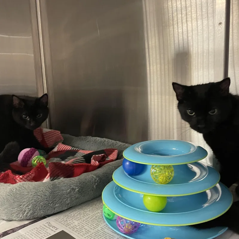 A baby medium-sized male American Shorthair cat named Harrison and Adams for adoption in North Kingstown, RI