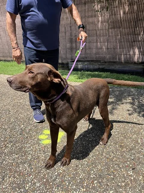 A young large-sized male Labrador Retriever dog named Steven for adoption in Houston, TX